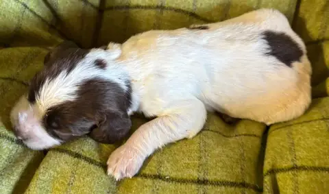 English Springer Spaniel  B.............. Des Etangs  17054 photo 2