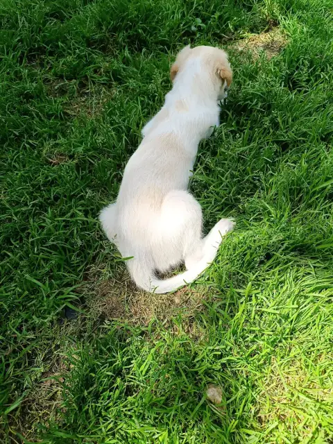 Barzoi  Bianca photo 3