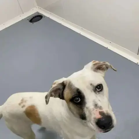 Chien Pepito À L Adoption
