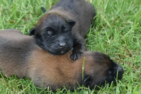 Berger Belge  Chiot 4 Du Millésime Champenois