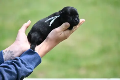 Staffordshire Bull Terrier photo 2