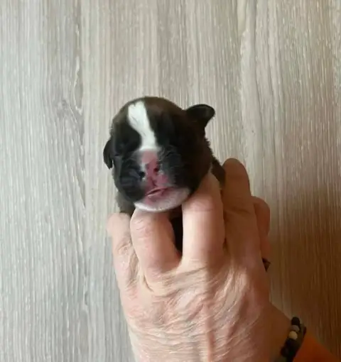 Boxer  Basil De L'Aire D'Alsace