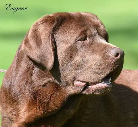 Labrador Retriever  Chiot 3 Du Moulin Sault photo 2