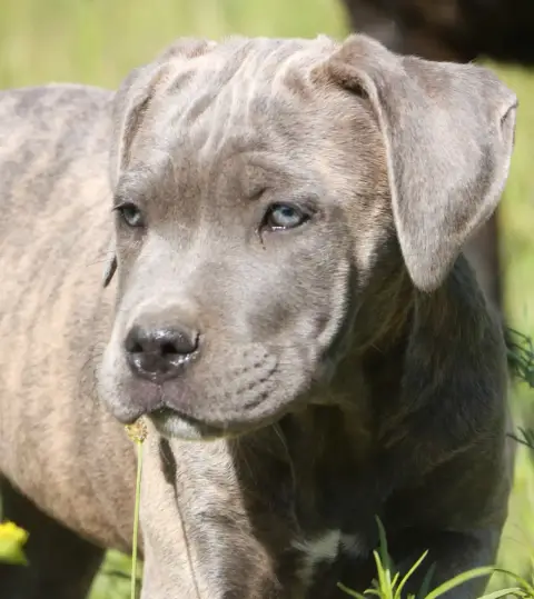 Cane Corso  Bluebelle Dei Protettori Della Corona photo 2