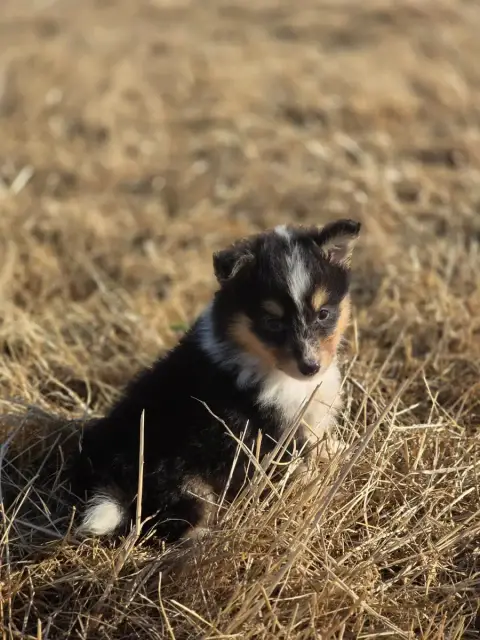 Shetland Sheepdog  Birdy Du Domaine Des Airaudes photo 2
