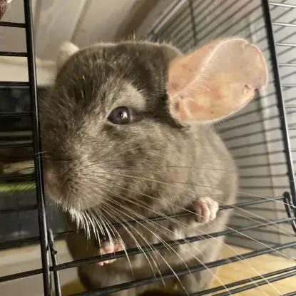 Chinchilla Brown Velvet
