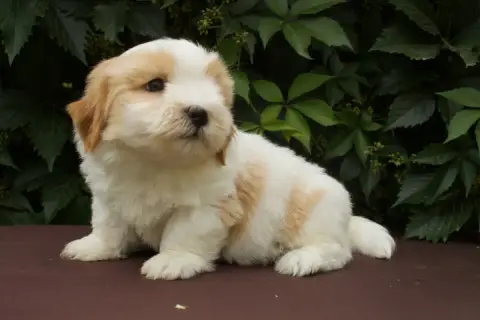 Coton De Tulear  Baloo Des Montagnes Argentées