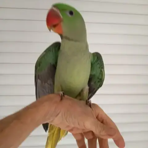 Perruche Grand Alexandre
