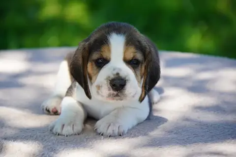 Beagle  Chiot N°3 Forgiveness American Dog photo 3