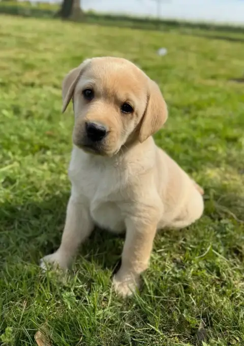 Labrador Retriever  Chiot N°3 Du Moulin De Madjurie cb5fe