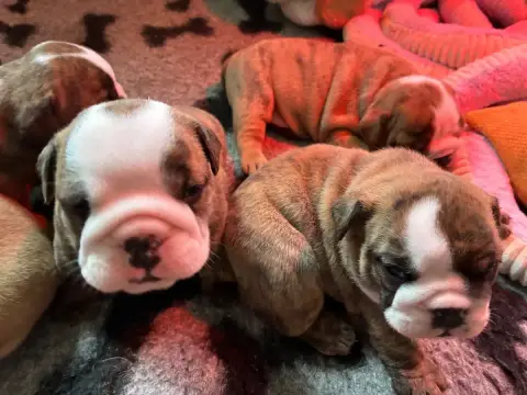Bulldog Anglais  Chiot N°1 Des Minis Trésors De Julia 54886 photo 2
