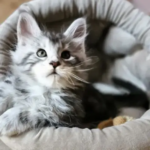 7 Chatons Maine Coon Loof Dispo Nés Le 26/09/2025