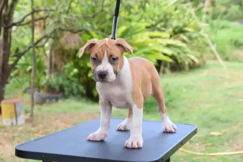 American Staffordshire Terrier  Chiot N°2 Mdk Team photo 3