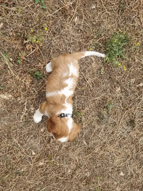 Cavalier King Charles Spaniel  B... Du Petit Brilloua b0f5d photo 2
