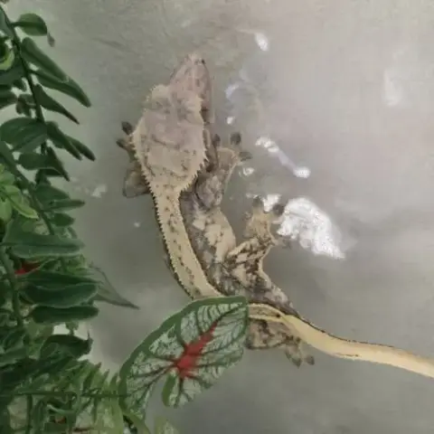 Gecko