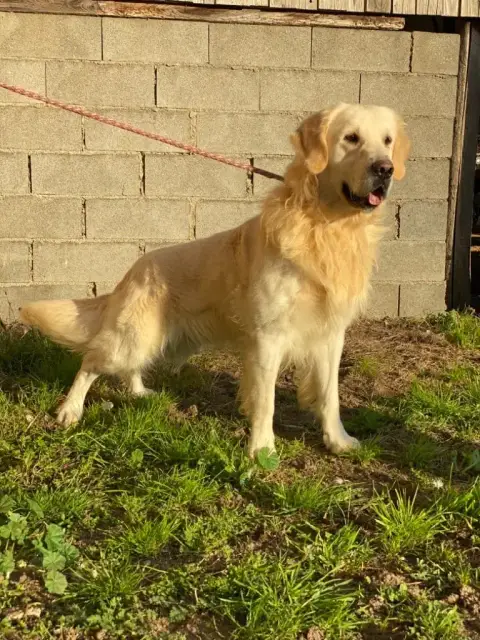Golden Retriever  Chiot N°11 Des Marais De Courmont e5e43 photo 2