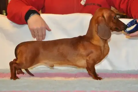 Teckel Poil Ras  Chiot Nain Ou Kaninchen Fauve Des Am 2e8c9 photo 2