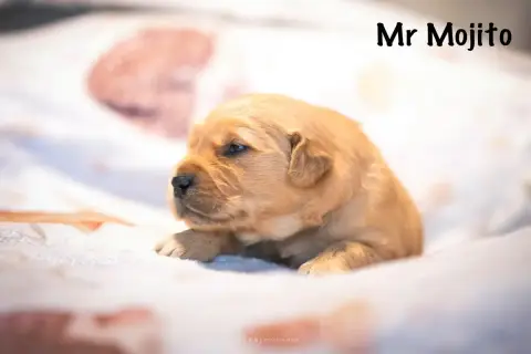 Golden Retriever  Monsieur Mojito Des Terres Sacrées  732fe photo 2