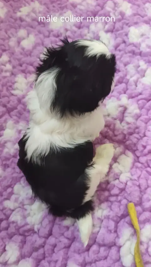 Shih Tzu  Collier Marron Des Amours D'Arelaune photo 3