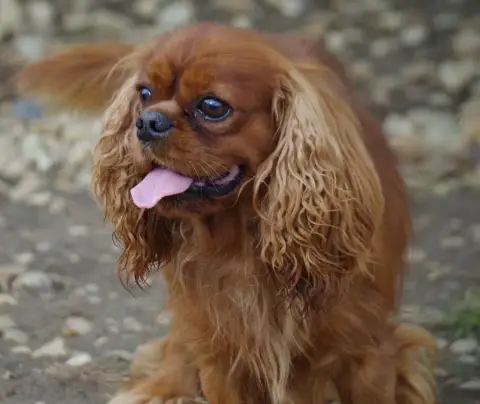 Cavalier King Charles Spaniel  Chiot N°1 Des Grands R e922b