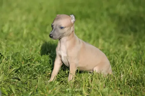 Whippet photo 3
