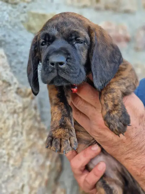 Chien De Rouge De Hanovre  Chiot N°3 De La Dent Rouge f28d6