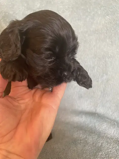 American Cocker Spaniel  Sans Collier Truly Mine