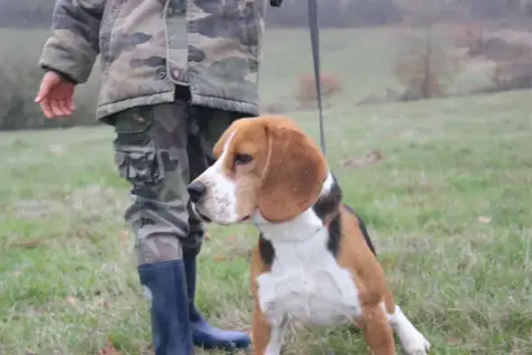 Beagle  Chiot 3 De La Rivière D’Hayley photo 3