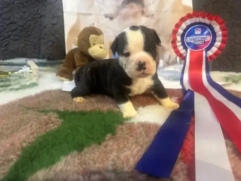 Bulldog Continental  Boston De La Roche De Balvenie 4d108