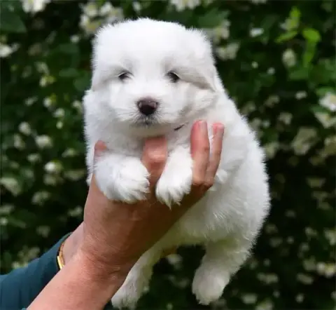 Coton De Tulear  Chiot N°1 De Dame Nature