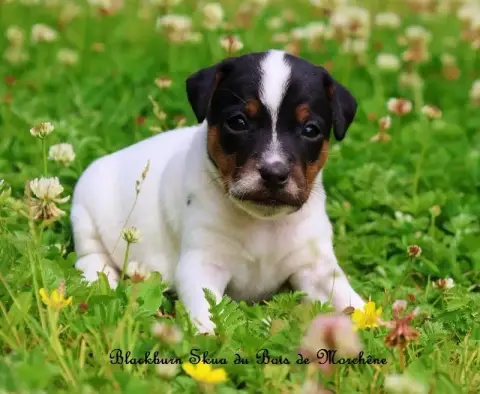 Parson Russell Terrier  Blackburn Skua Du Bois De Mor 48db4 photo 3