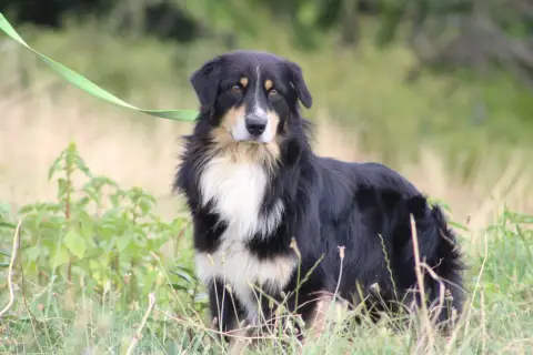 Berger Australien  Bandit De La Vallée Du Bozançon