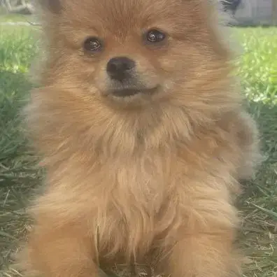Chiot Spitz Pomeranian