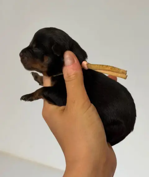 Rottweiler  Femelle Collier Rose Du Domaine Des Démon 3f9f3
