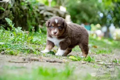 Berger Américain Miniature  Brownie Du Domaine De Mil e6e3d photo 2