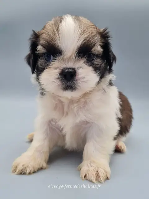 Shih Tzu  Bacara Du Mont De La Chenaie photo 2