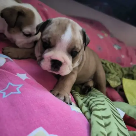Bulldog Anglais  1 Des Bulls Du Cyan