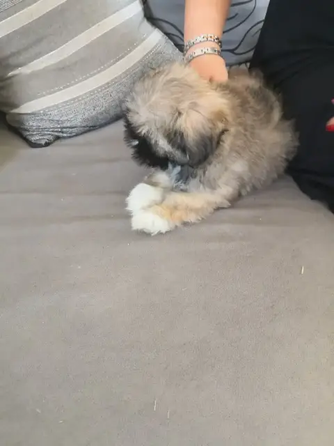 Lhassa Apso  Barbie A Pazzia D'Aurelia photo 3