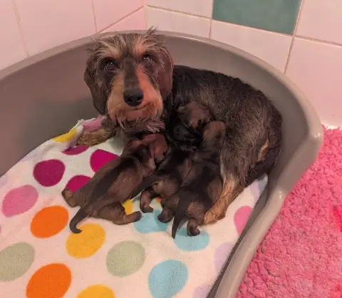 Teckel Poil Dur  Chiot 2 De Bellemanie