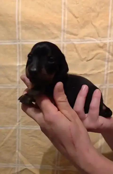 Teckel Poil Ras  Chiot N°2 De Milantosa