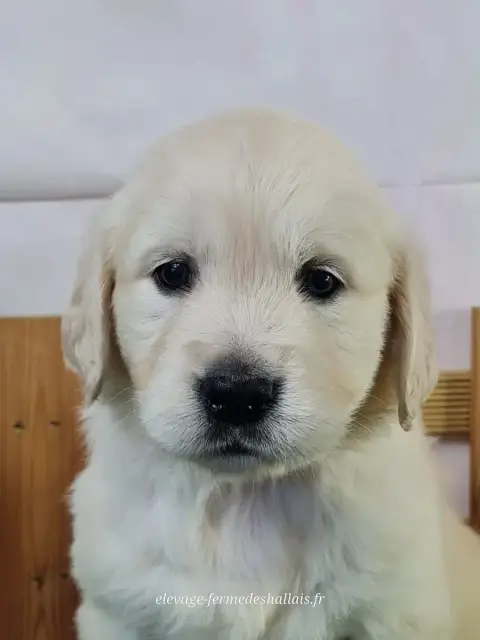 Golden Retriever  Beyoncé Du Mont De La Chenaie
