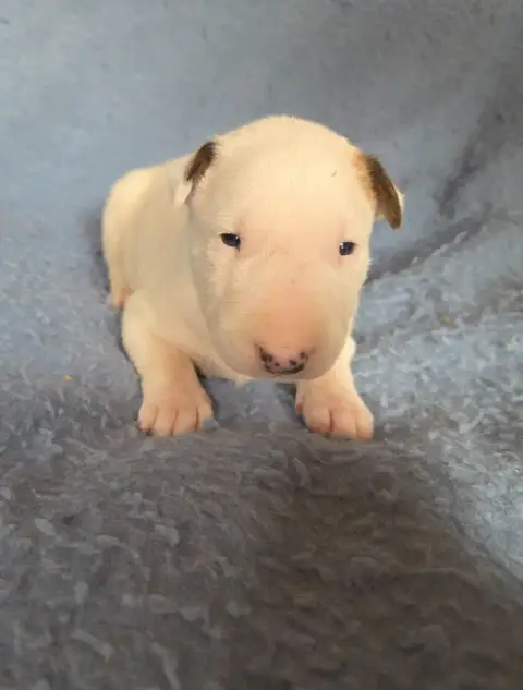 Bull Terrier  Chiot 7 By The Wall