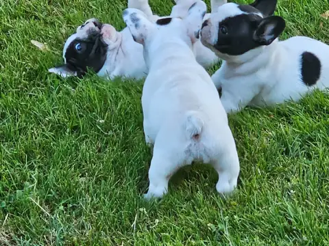 Bouledogue Français  Chiot N°6 Du Murat photo 3