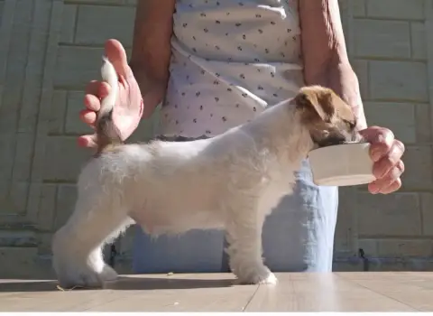 Jack Russell Terrier  Baloubet Des Gerveilles photo 2