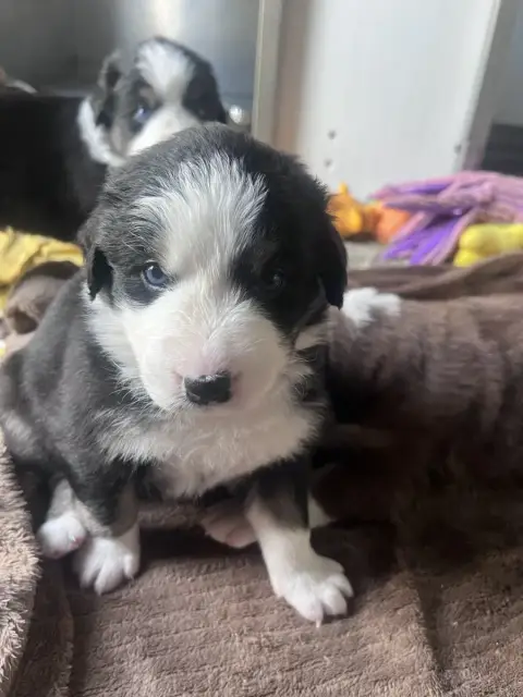 Berger Australien  Chiot 3 Des Montagnes De Leuriou 29cb0