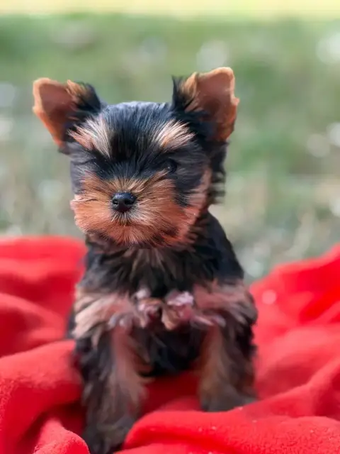 Yorkshire Terrier  Chiot N°3 Du Moulin De Madjurie photo 2