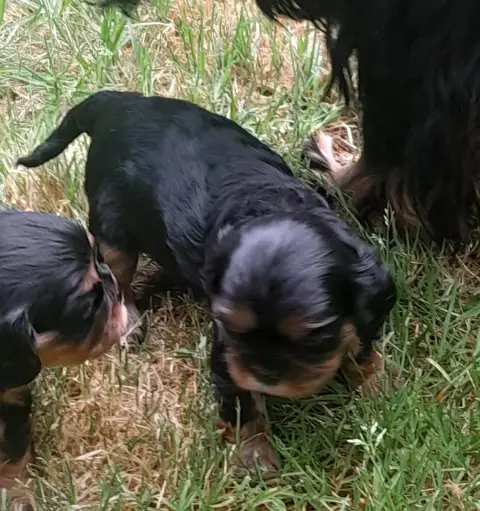 Cavalier King Charles Spaniel  Bambi Du Tison D'Argen 7f4a2