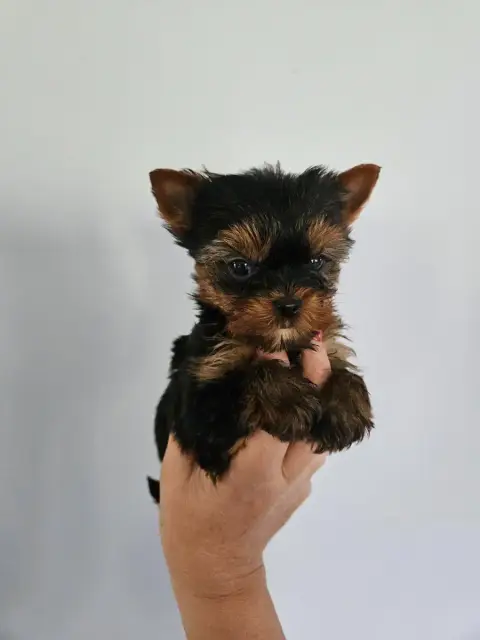 Yorkshire Terrier  Chiot N°1 Du Domaine De La Vallée  d1416