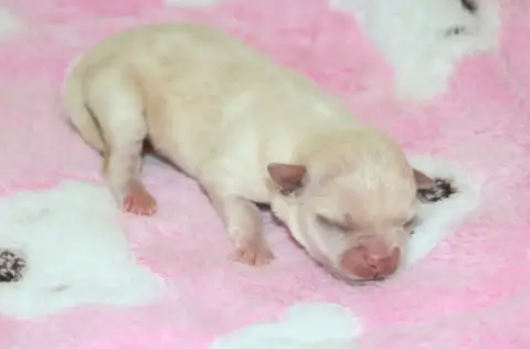 Chihuahua  Chiot N°2 Voxel Ux photo 2