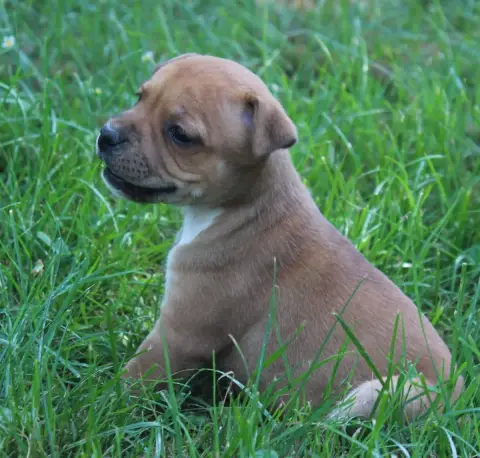 Staffordshire Bull Terrier  Bright Star De Karysha